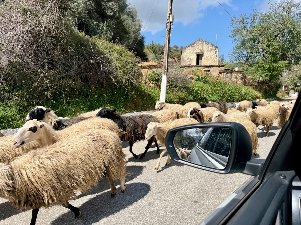 A herd of sheep passes by a car while driving in Crete