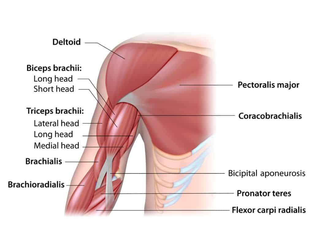 anatomy of a your upper and lower chest muscles, that you use during chest workouts