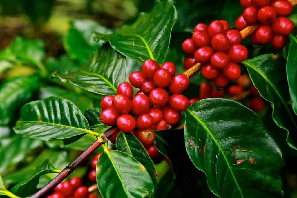 picture of a coffee plant with coffee beans ready to be picked and made into coffee anhydrous 