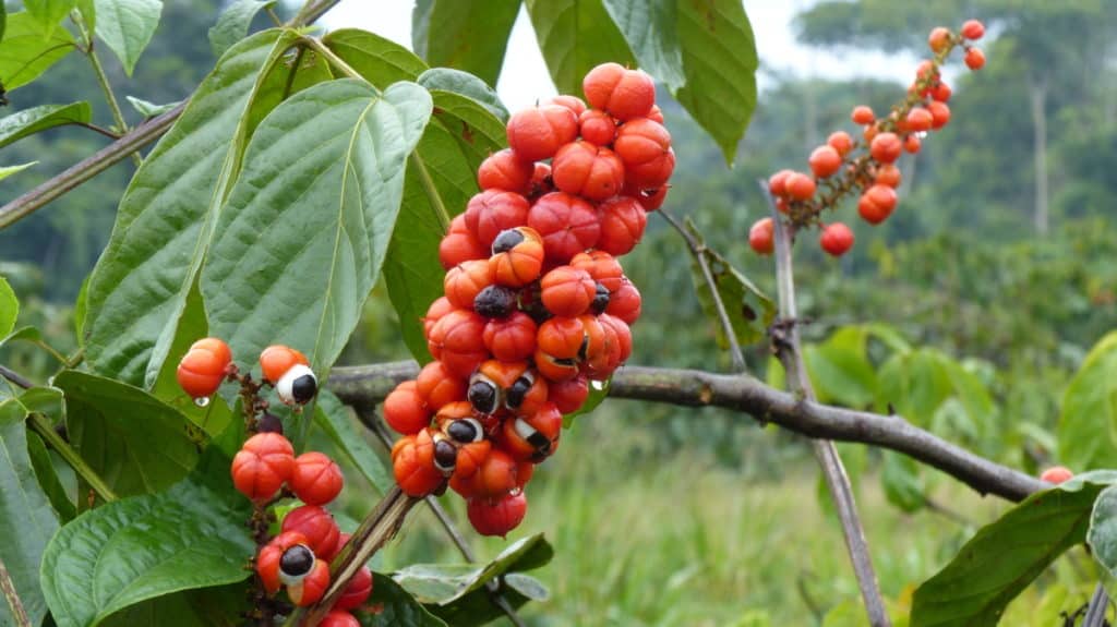 picture of a guarana plant, with its red fruit that looks like pumpkins and large green leaves