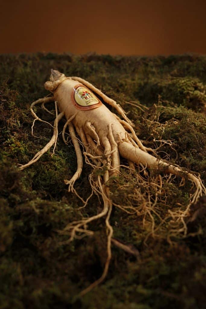 Ginseng an ingredient in decaduro still in the dirt with its roots