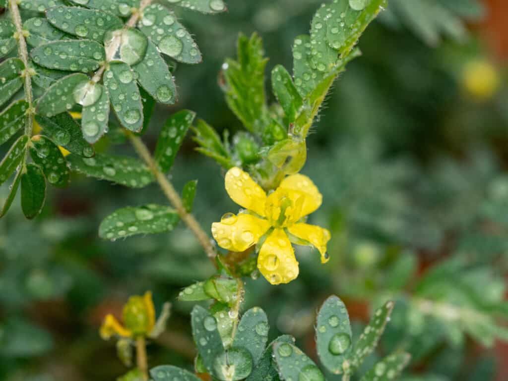 Tribulus terrestris an ingredient found in decaduro is an annual plant in the caltrop family (Zygophyllaceae) widely distributed around the world, that is adapted to grow in dry climate locations in which few other plants can survive