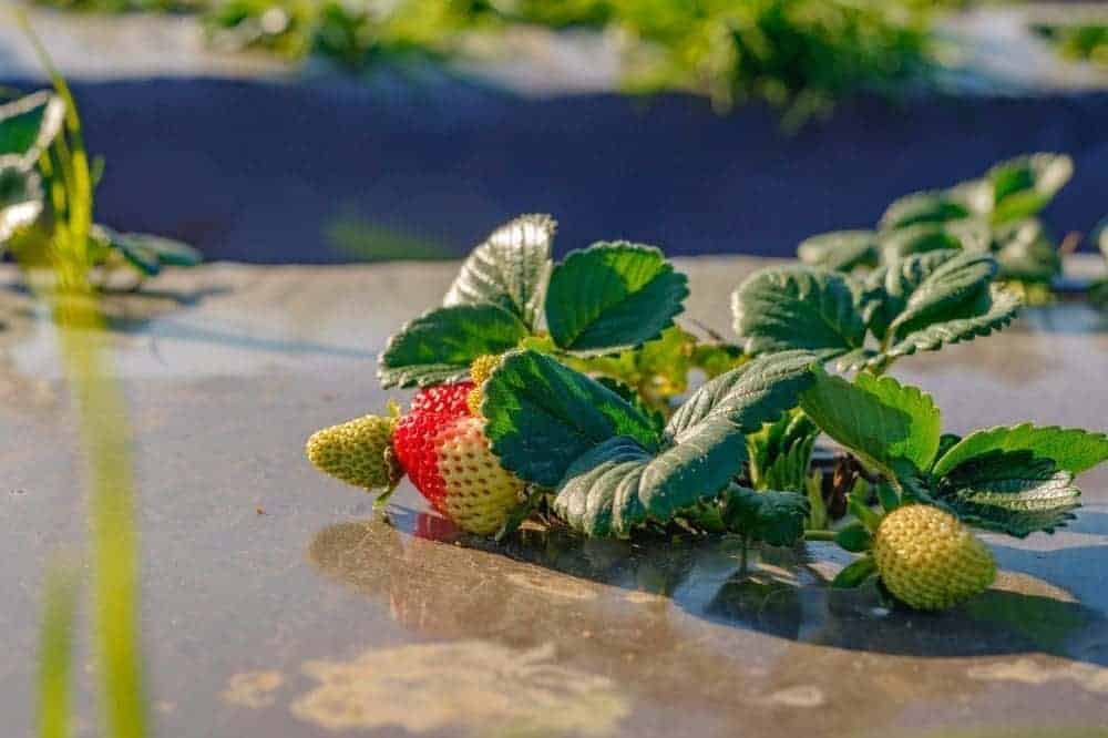 2022 Guide Through Popular Strawberry Season In California