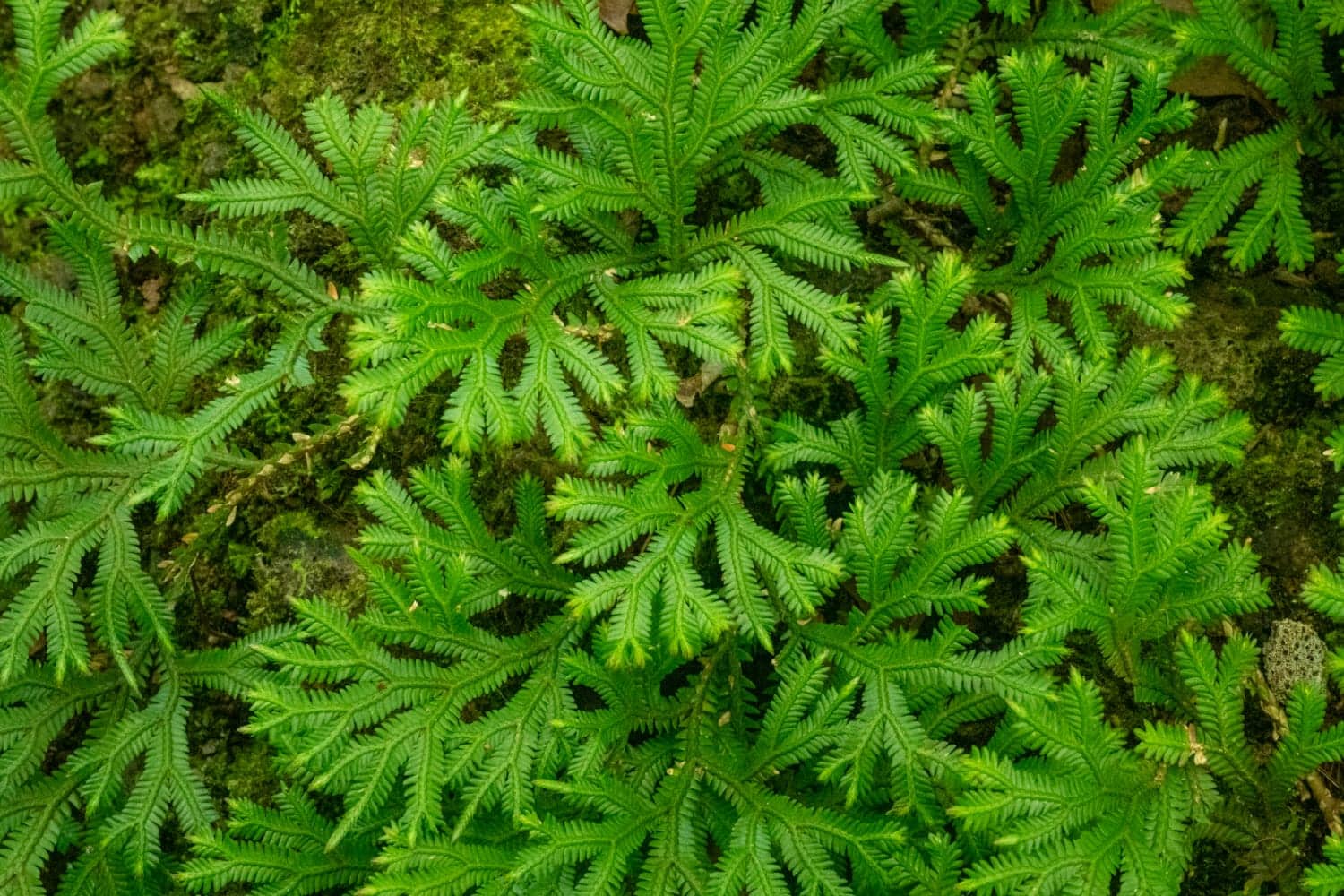endemic trees of Mauritius, native trees Mauritius, Black Ebony tree, Bois de Natte tree, Vallé advenature park, Mauritian flora