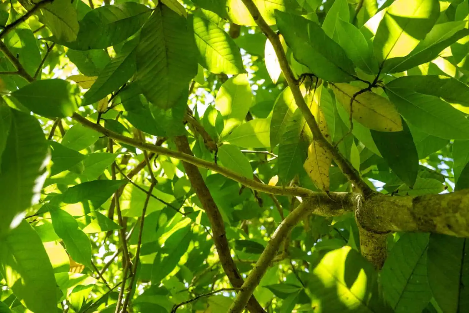 endemic trees of Mauritius, native trees Mauritius, Black Ebony tree, Bois de Natte tree, Vallé advenature park, Mauritian flora