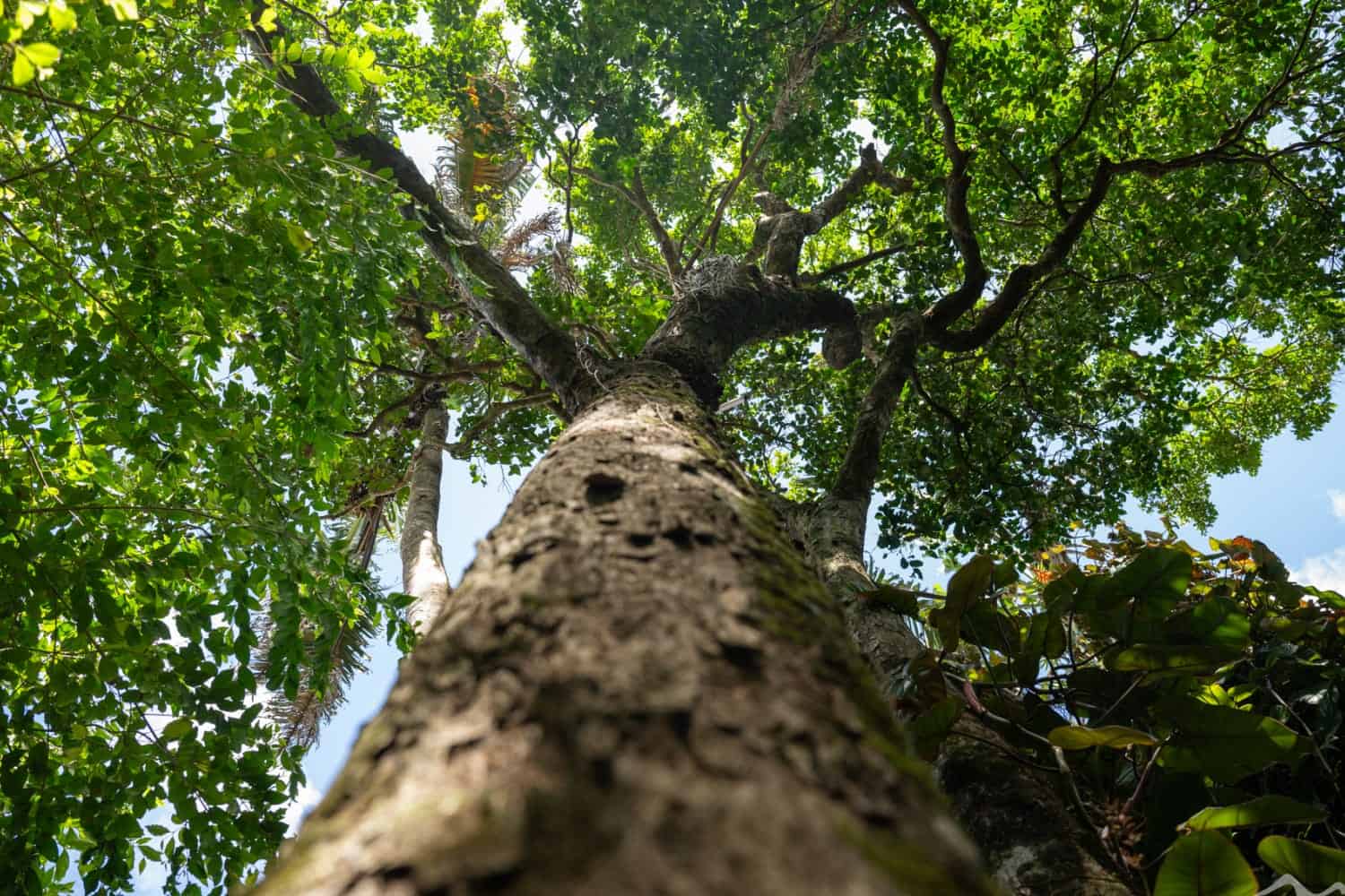 endemic trees of Mauritius, native trees Mauritius, Black Ebony tree, Bois de Natte tree, Vallé advenature park, Mauritian flora