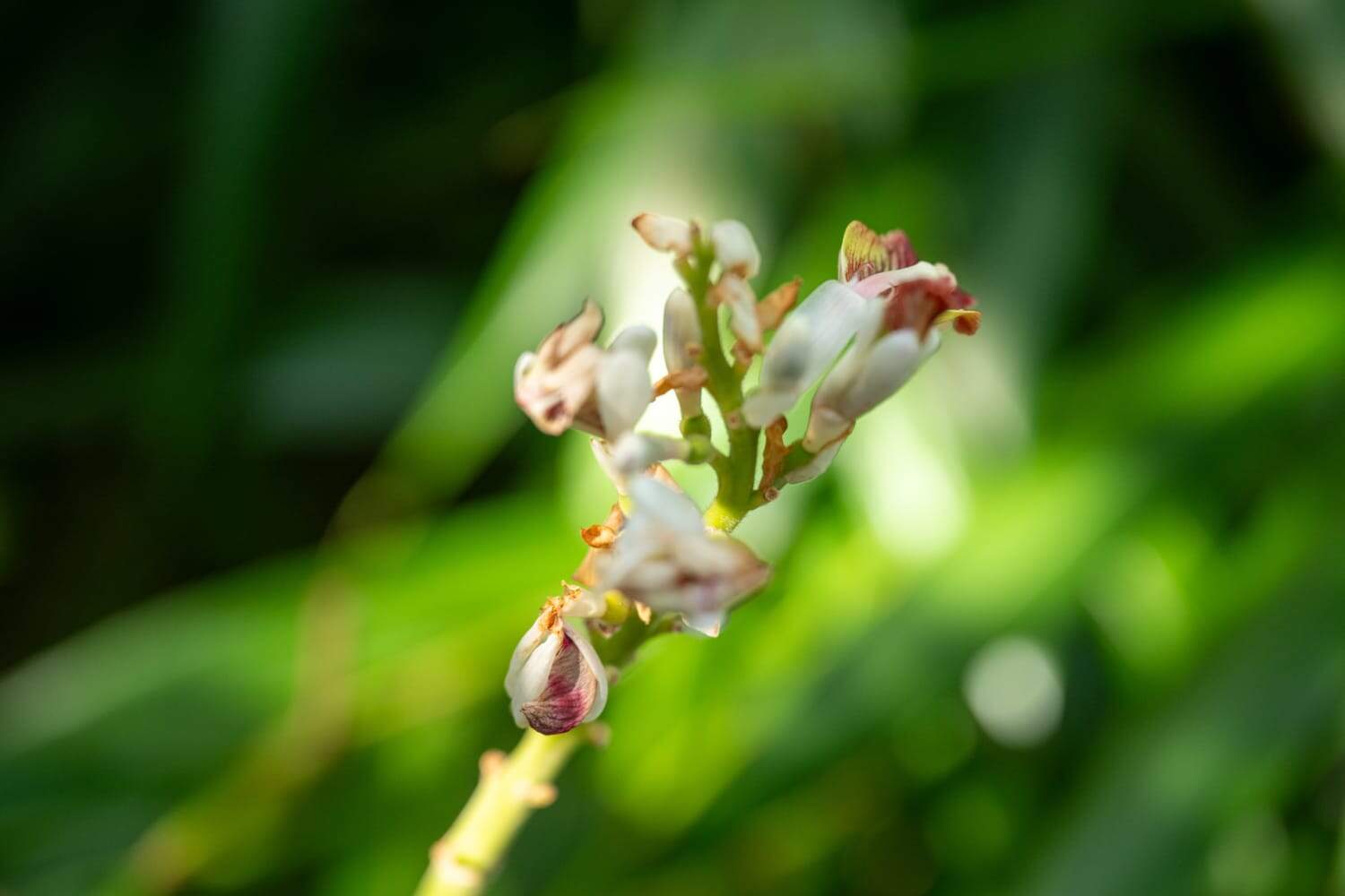 endemic trees of Mauritius, native trees Mauritius, Black Ebony tree, Bois de Natte tree, Vallé advenature park, Mauritian flora