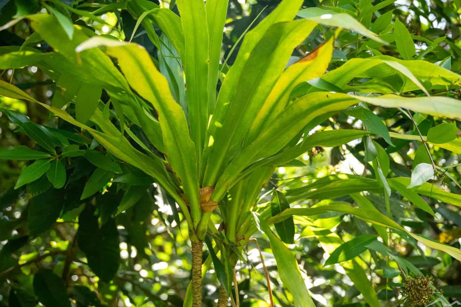 endemic trees of Mauritius, native trees Mauritius, Black Ebony tree, Bois de Natte tree, Vallé advenature park, Mauritian flora