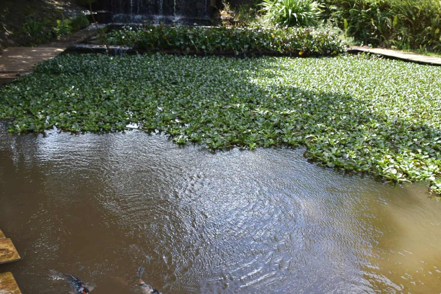rock garden in Mauritius, Vallé Rock Garden, Zen garden Mauritius, nature retreat, peaceful garden Mauritius
