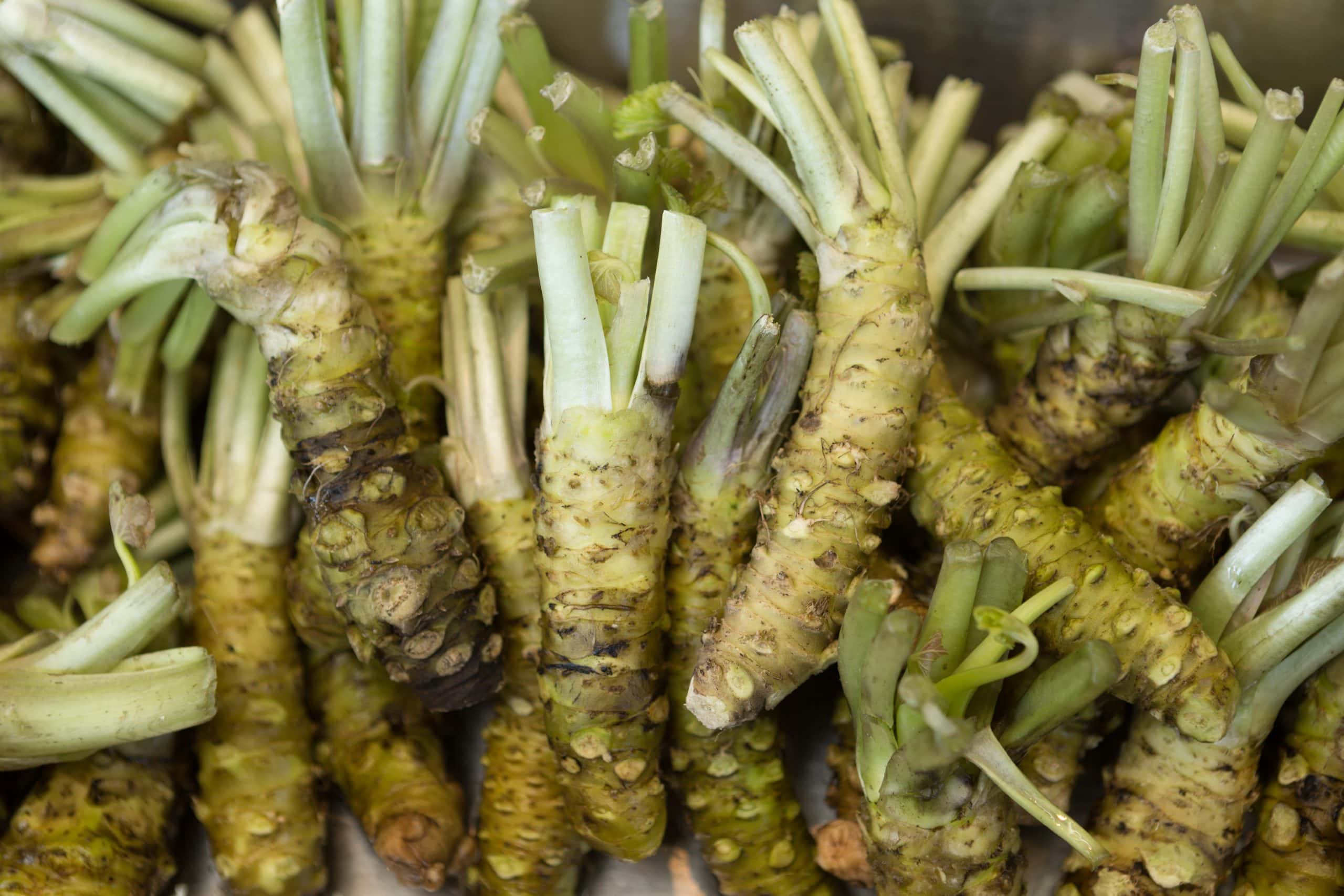 Why Eat Wasabi: Health Benefits and Culinary Uses | Wasabi Crop