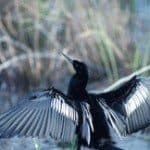 anhinga flight