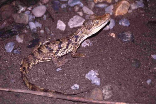 caiman