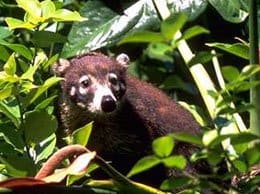 Coati