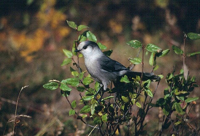gray jay