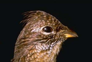 grouse