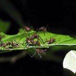leaf cutter ant