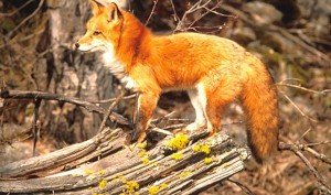 red fox