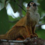 squirrel monkey