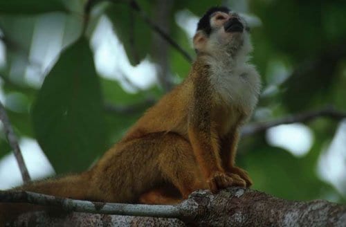 squirrel monkey