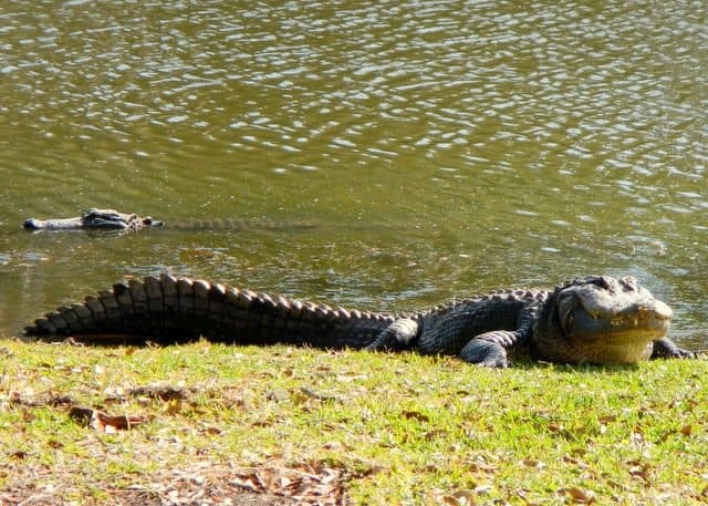 alligator on land, sunning itself