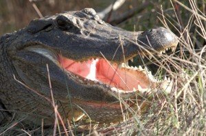 closeup of alligator with open mouth