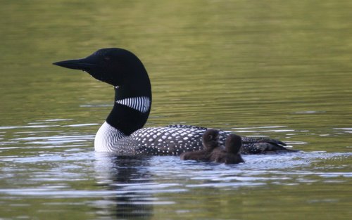 Common Loon