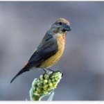 Crossbill