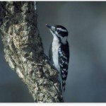 Downy Woodpecker