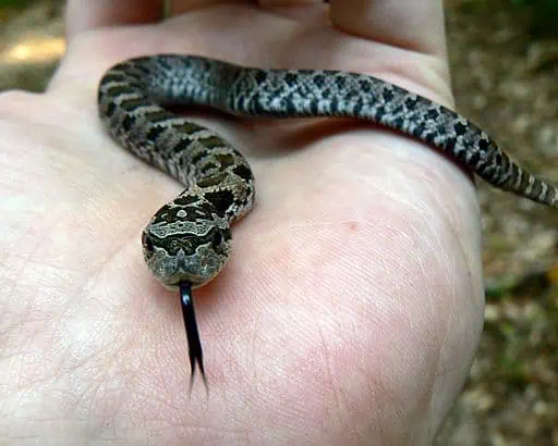 Eastern Hognose Snake