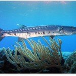 Great Barracuda