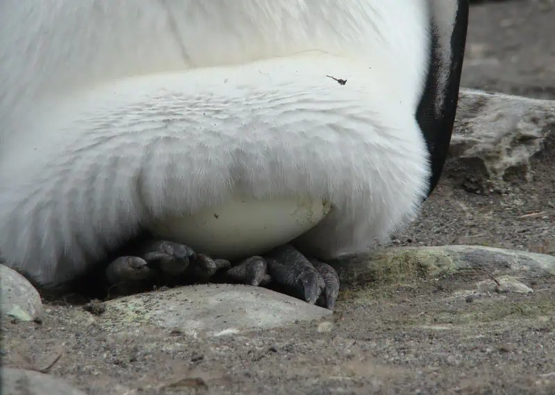 King Penguin
