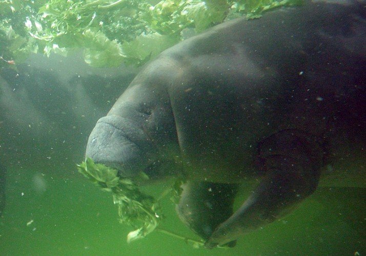 Manatee