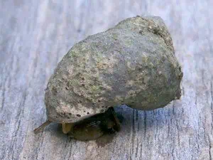 Marsh Periwinkle