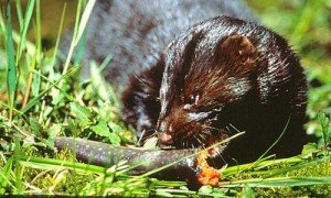 Mink