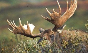 Moose