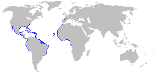 Nurse Shark Map
