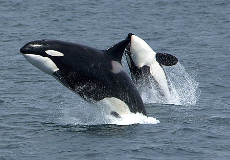 Orca
