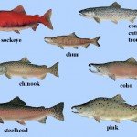 Salmon