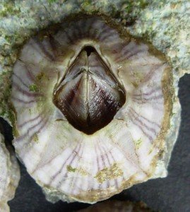 Striped Barnacle