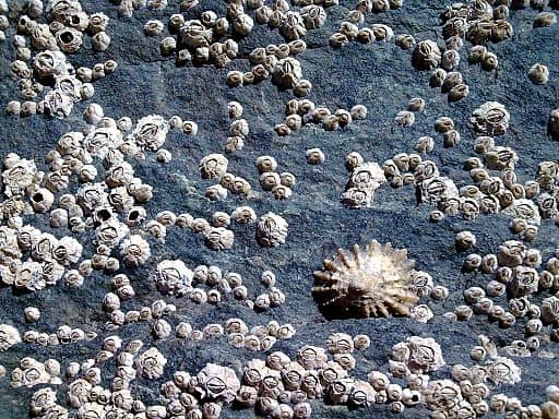 Striped Barnacle