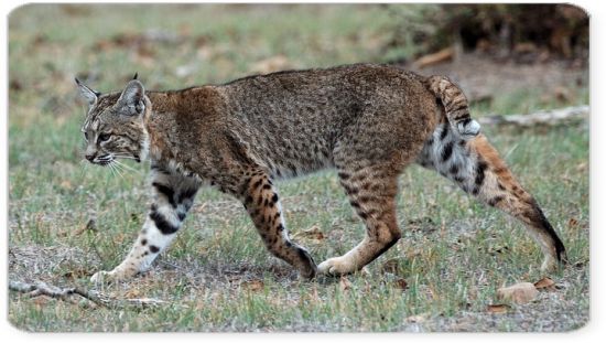 Bobcat - Lynx rufus