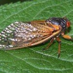 Cicada