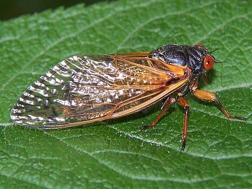 Cicada