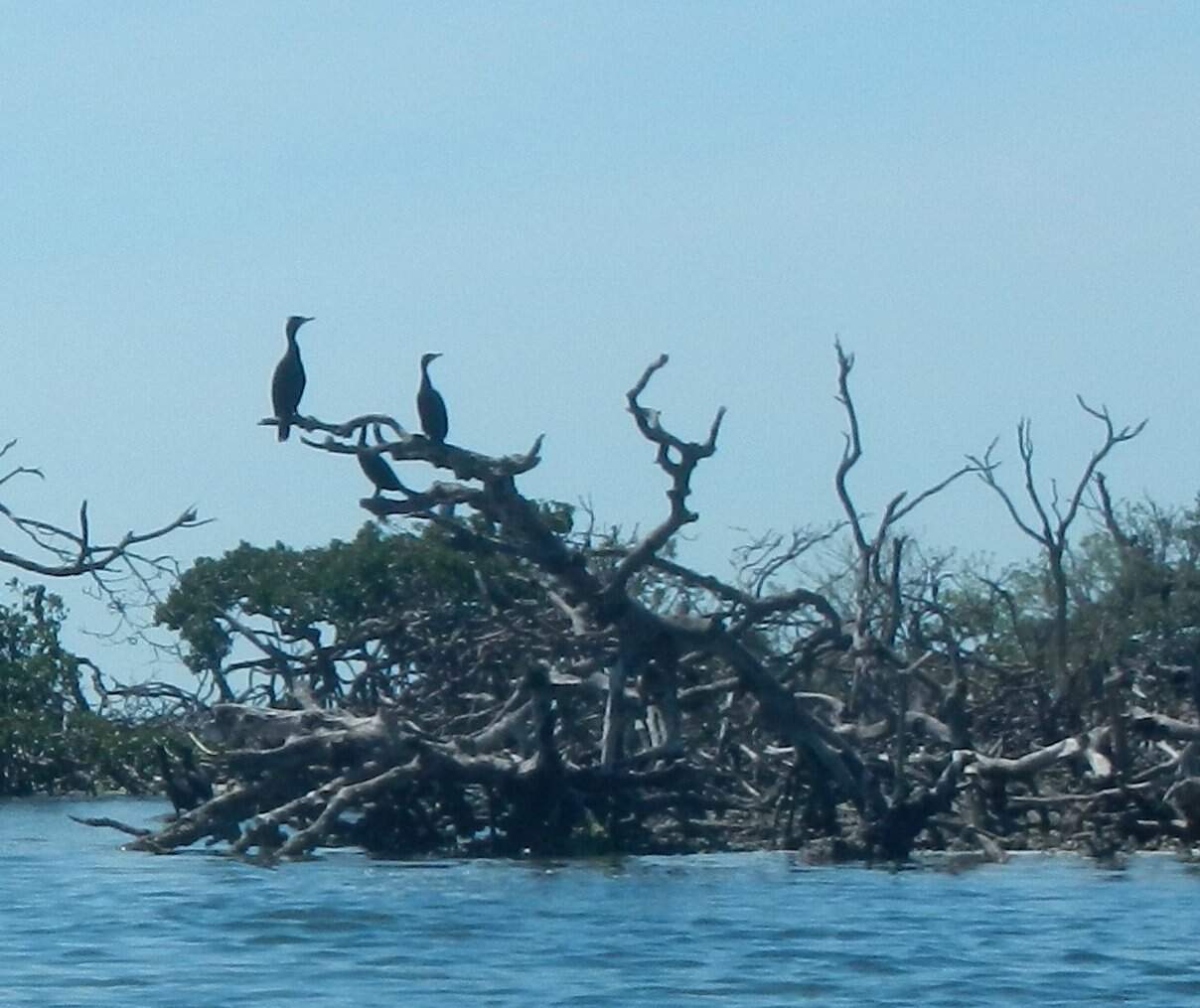 cormorants in mangrove