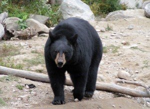Black Bear