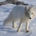 Arctic Fox