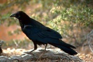 Raven