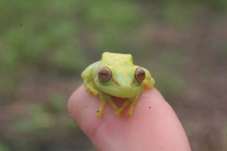 tiny tree frog