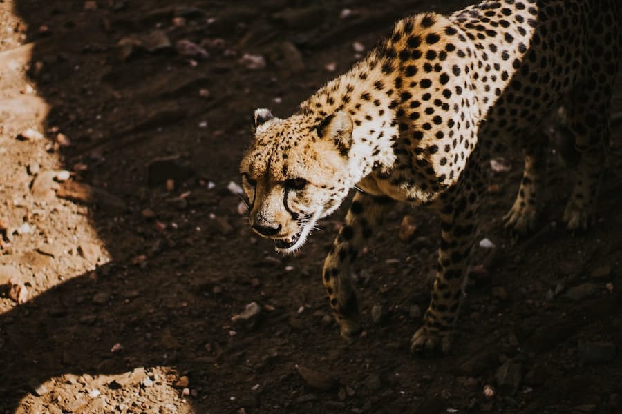 Alfred quartey k8w64 kevsg unsplash