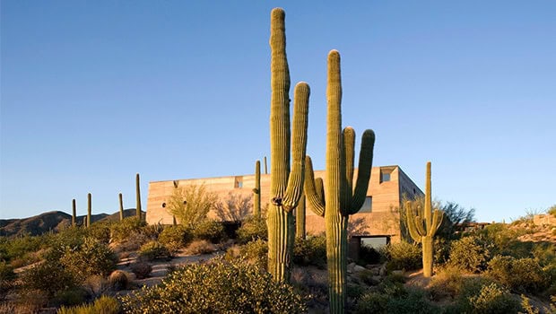Various large saguaro cacti in a desert landscape surrounding modern minimalist architecture in the Arizona desert.